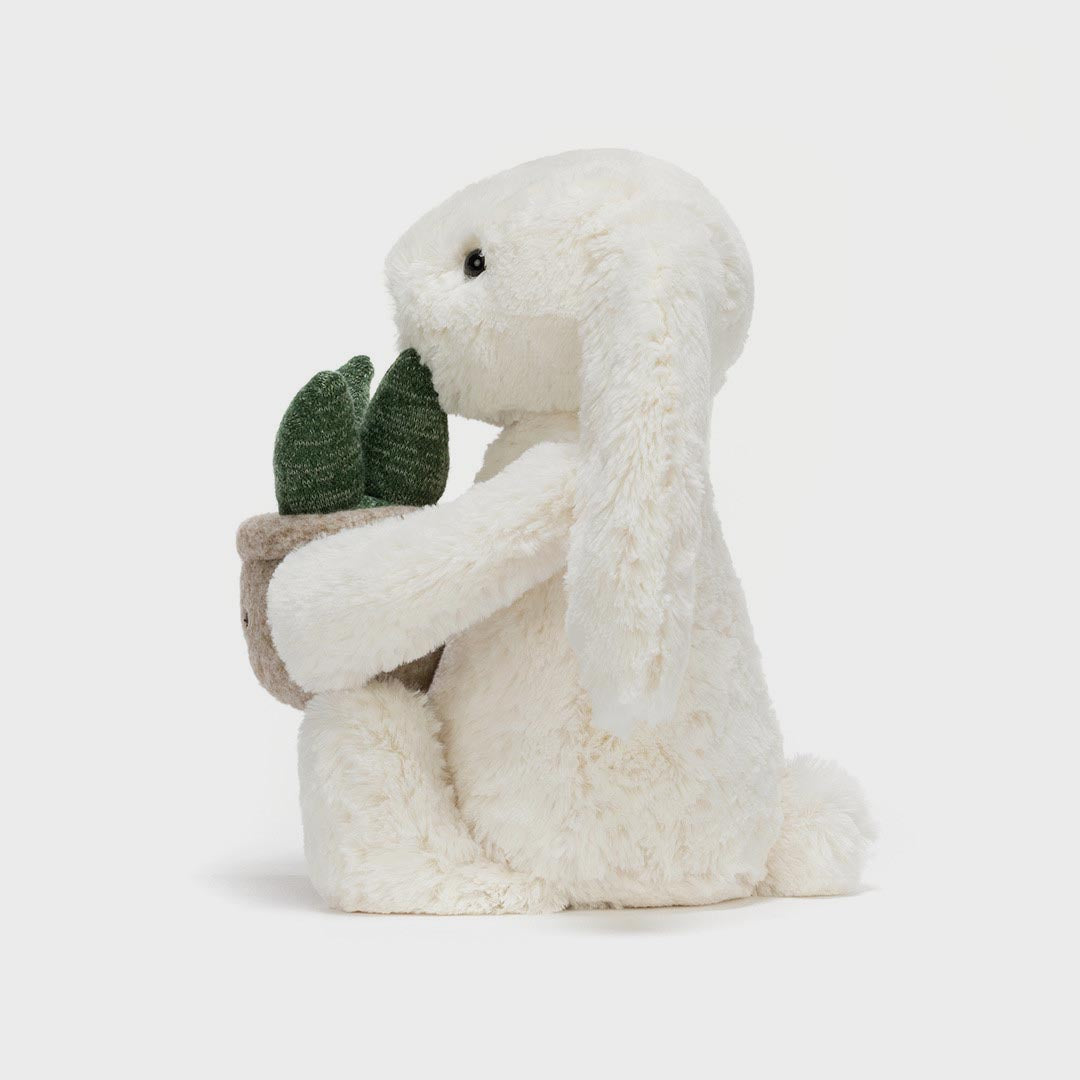 Bashful Bunny | Plant