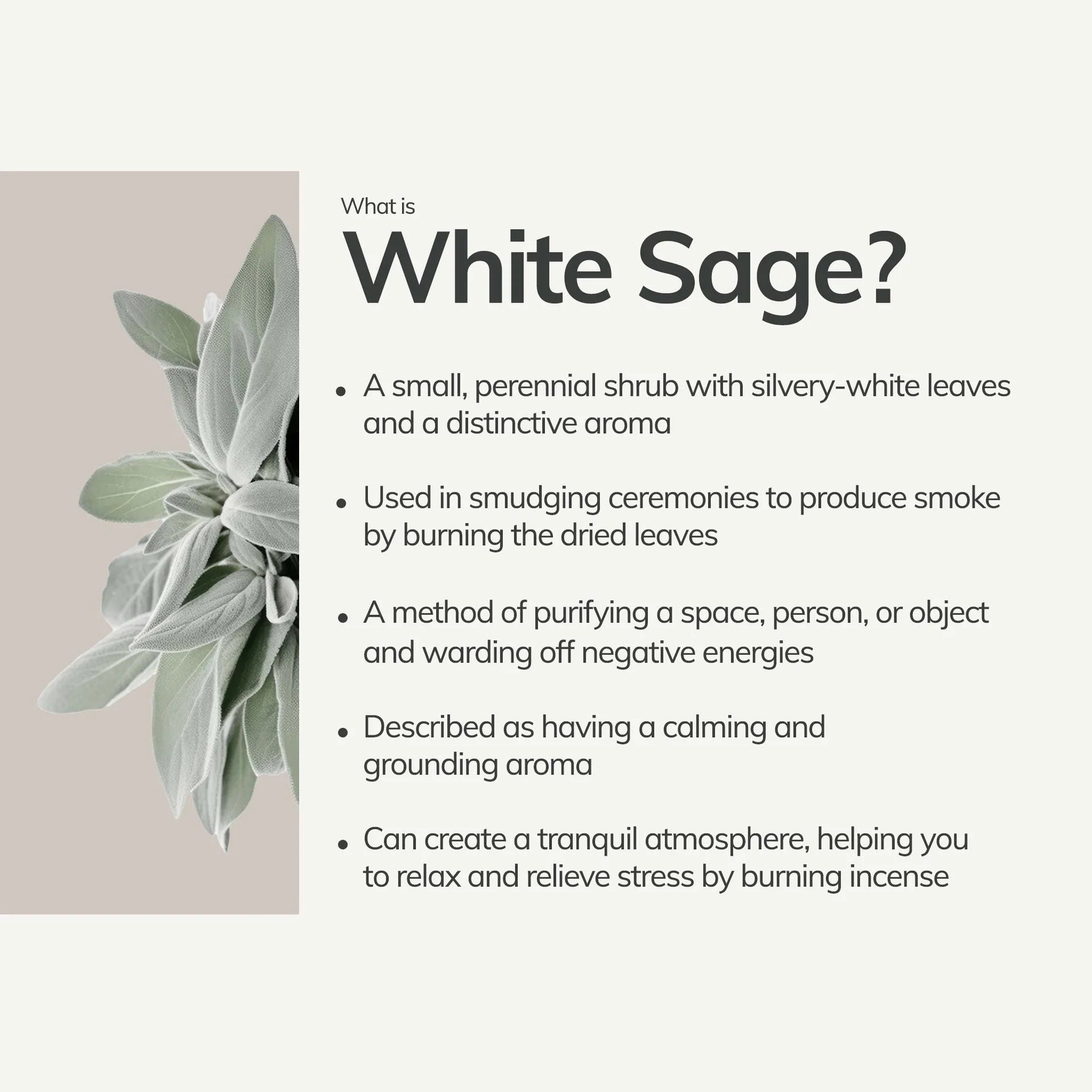 ORGANIC WHITE SAGE BUNDLE | MEDIUM