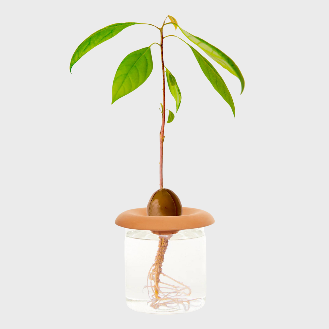 TERRACOTTA SEED SPROUTERS | BROWN