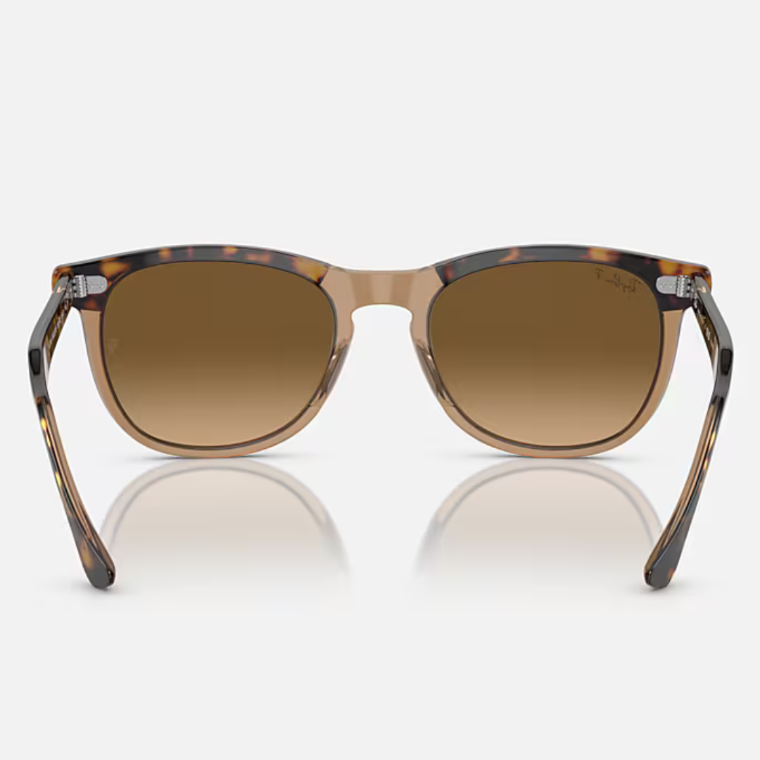 RB2398 EAGLE EYE | HAVANA on TRANSPARENT BROWN