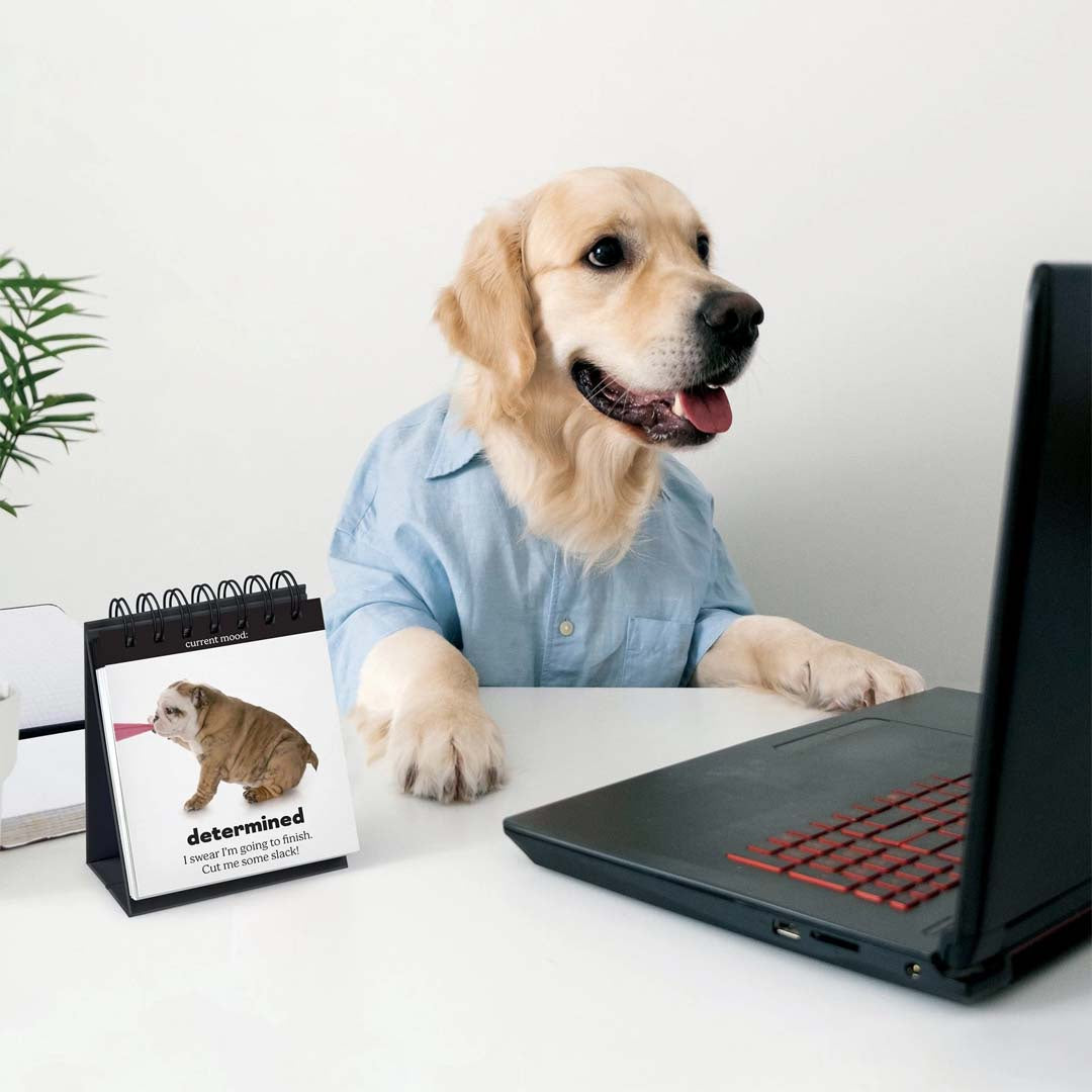 DAILY DOGGO | DESKTOP FLIP BOOK