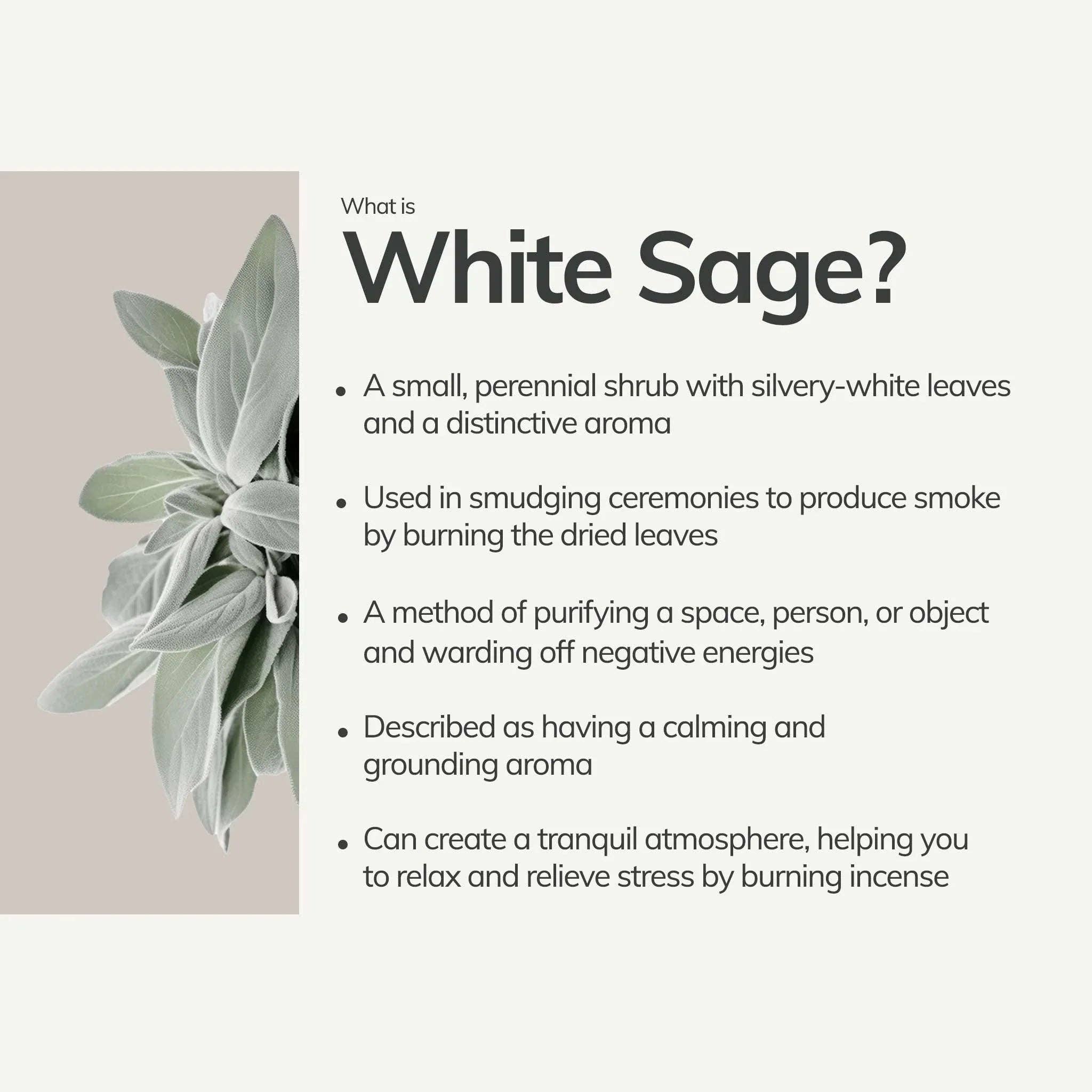 Organic White Sage Smudge Stick | Medium