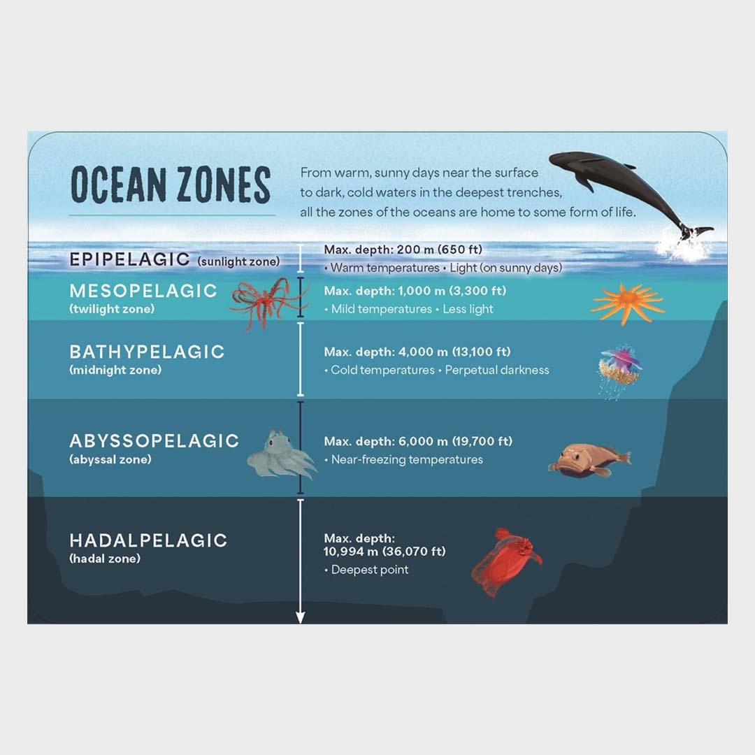 Under the Sea | 50 of The Most Fascinating Sea Creatures
