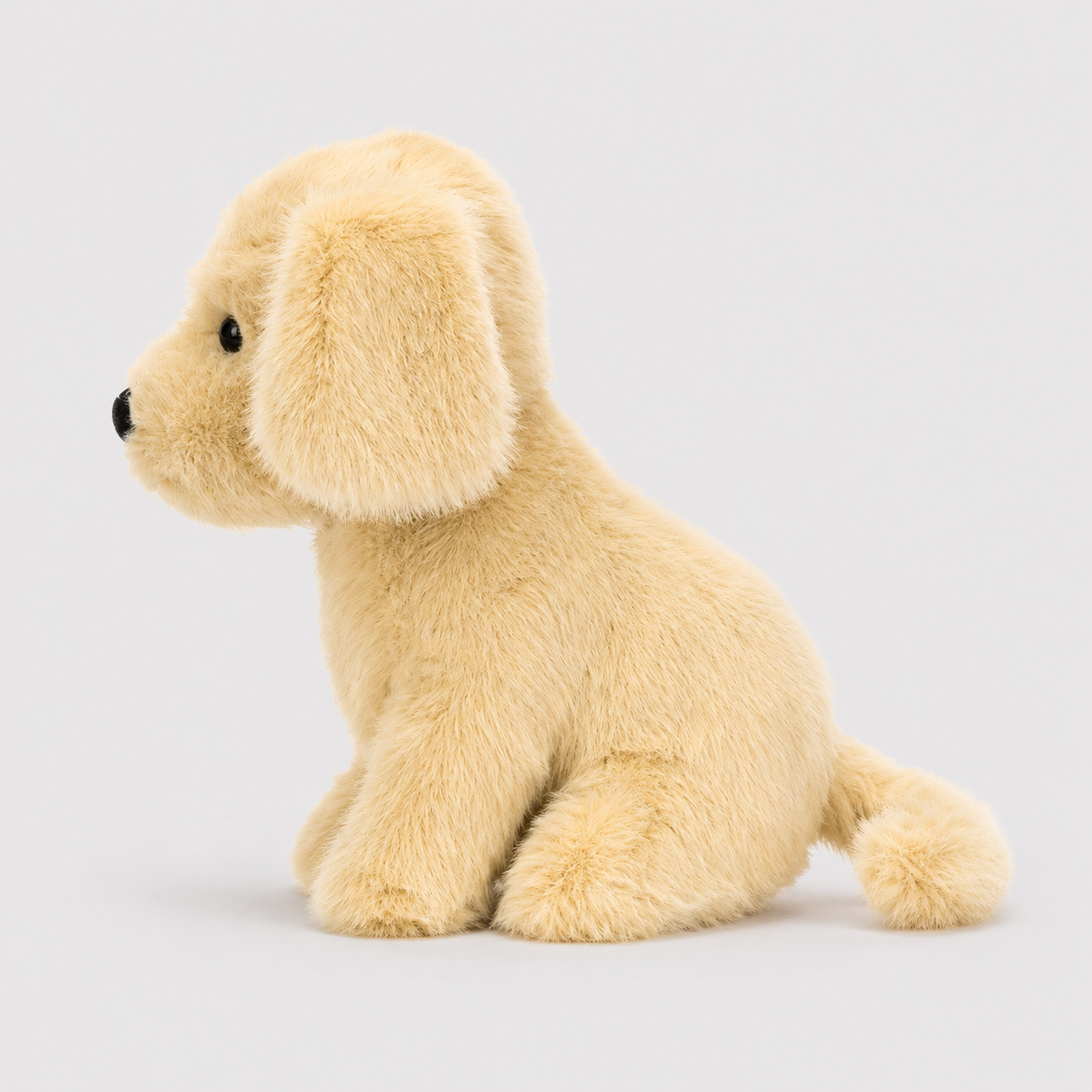 Golden Puppy