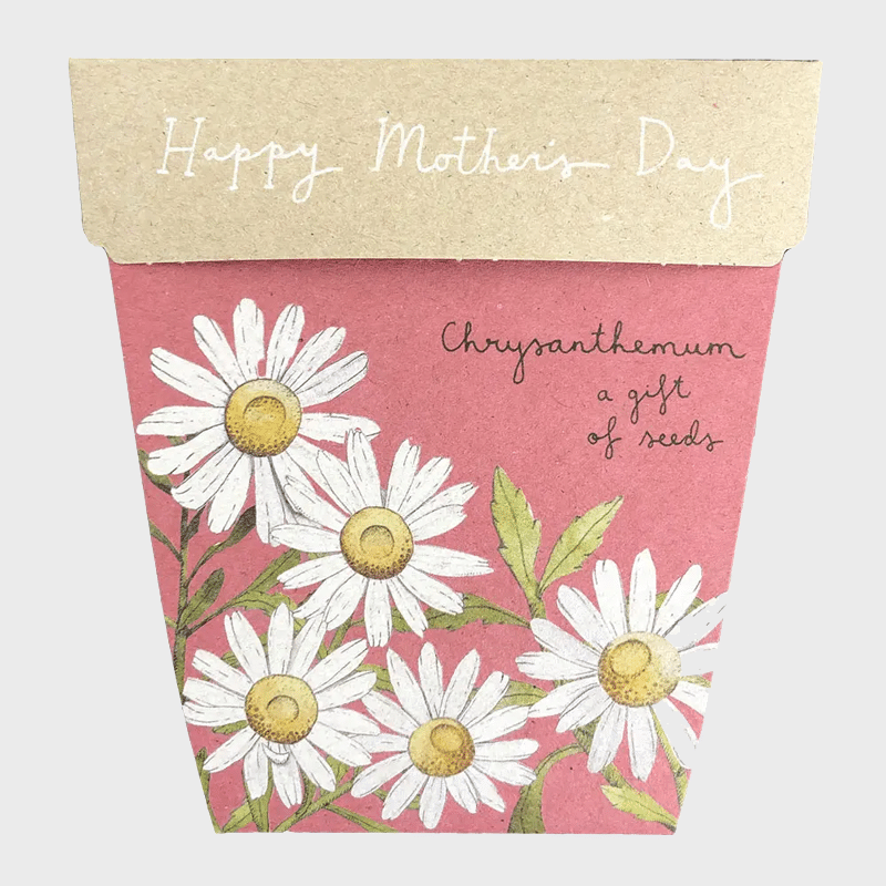 GIFT OF SEEDS - CHRYSANTHEMUM MOTHER’S DAY